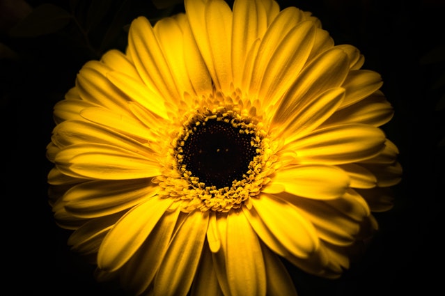 sunflower image
